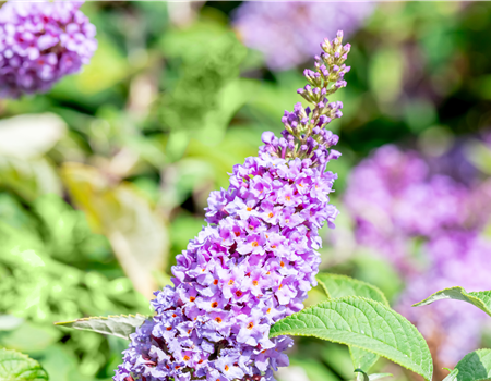 Buddleja d. 'Lilac Chip'