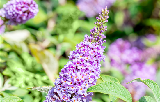 Buddleja d. 'Lilac Chip'
