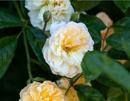 Rosa 'Ghislaine de Feligonde'