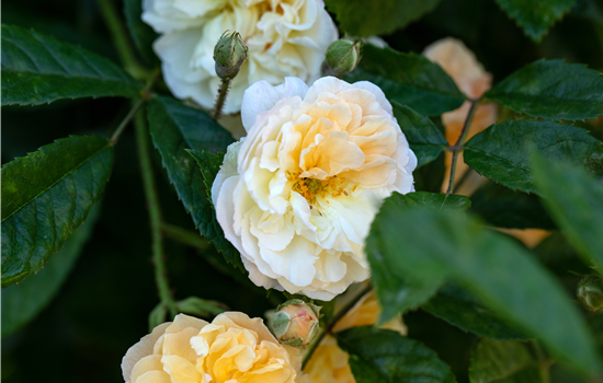 Rosa 'Ghislaine de Feligonde'