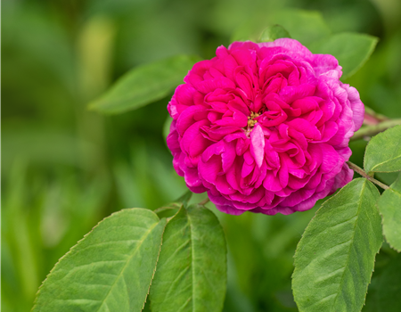 Rosa 'Rose de Resht'