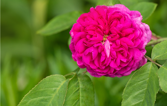 Rosa 'Rose de Resht'