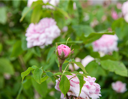 Rosa 'Jacques Cartier'