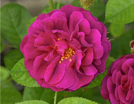 Rosa 'Centifolia Muscosa' Rosa 'Centifolia Muscosa'