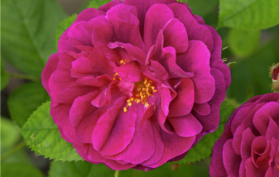 Rosa 'Centifolia Muscosa' Rosa 'Centifolia Muscosa'