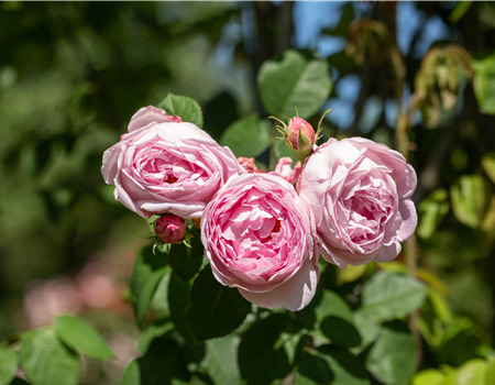 Rosa 'Constance Spry'