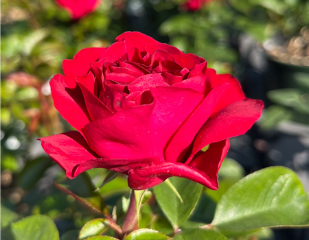 Rosa 'Bordeaux'