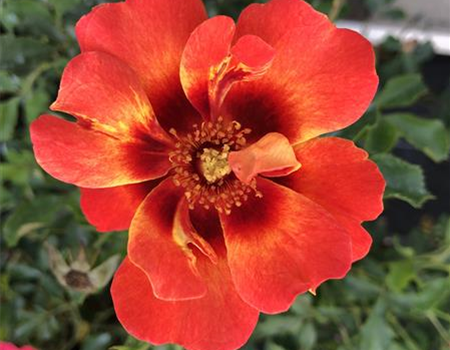Rosa 'Babylon Eyes' Flame