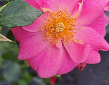 Rosa 'Bienenweide rosa' Rosa 'Bienenweide rosa'