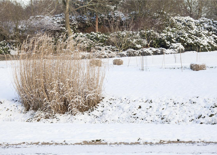 Gräser zurückschneiden Gräser zurückschneiden