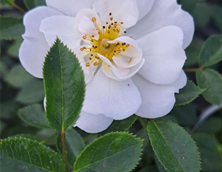 Rosa 'Bienenweide weiß'