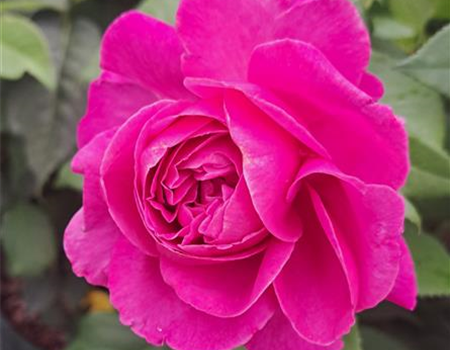 Rosa 'Carmen Würth' Rosa 'Carmen Würth'