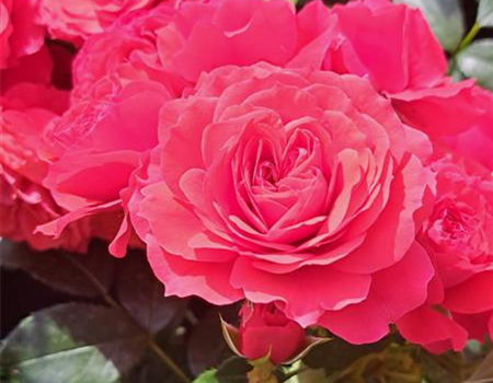 Rosa 'Cherry Girl' Rosa 'Cherry Girl'