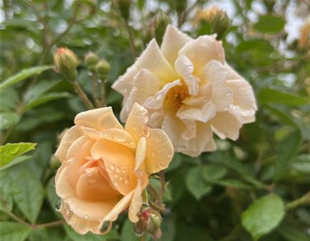 Rosa 'Ghislaine de Feligonde'
