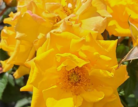 Rosa 'Goldmarie'