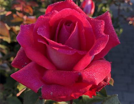 Rosa 'Grande Amore' Rosa 'Grande Amore'