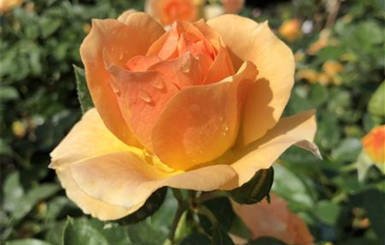 Rosa 'Hansestadt Rostock'