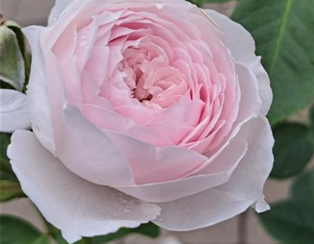 Rosa 'Herzogin Christiana'