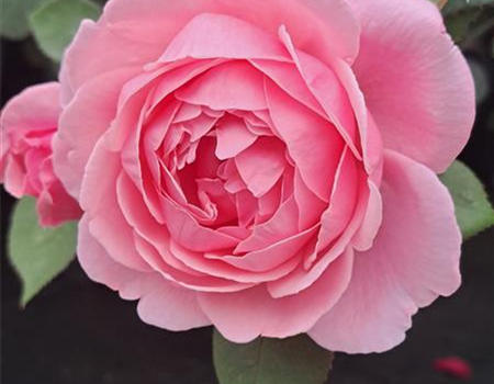 Rosa 'Historische Duftrose' Rosa 'Historische Duftrose'