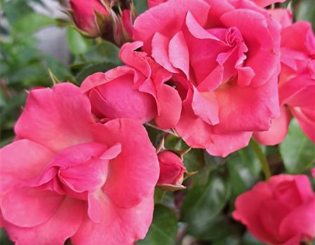 Rosa 'Lichtblick'