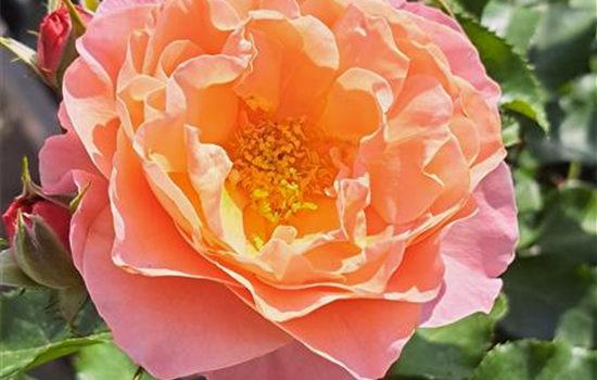 Rosa 'Marie Curie' Rosa 'Marie Curie'