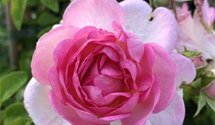 'Olivia Rose'