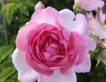 Rosa 'Olivia Rose'