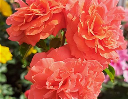 Rosa 'Orangerie'
