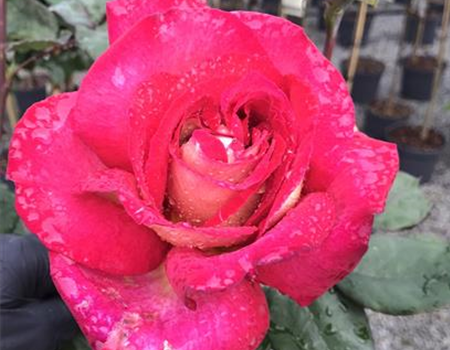 Rosa 'Pink Paradise' Rosa 'Pink Paradise'