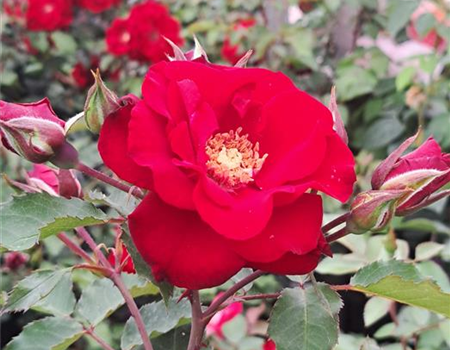 Rosa 'Roter Korsar'