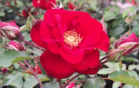 Rosa 'Roter Korsar' Rosa 'Roter Korsar'
