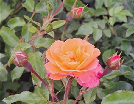Rosa 'Sedana'
