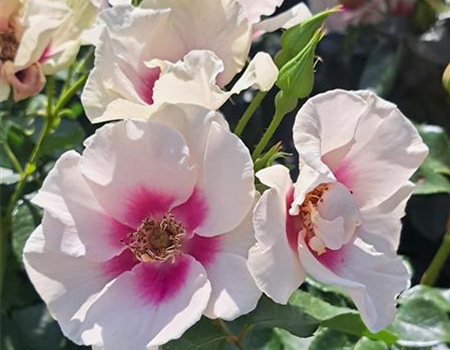 Rosa 'See you in purple' Rosa 'See you in purple'