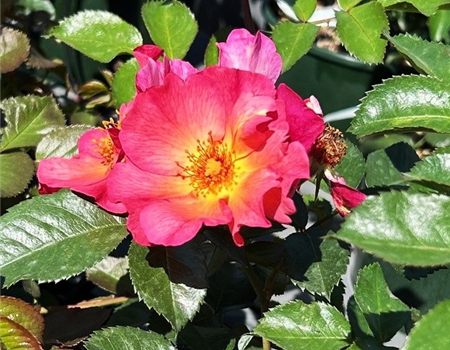 Rosa 'Pretty Sunrise'