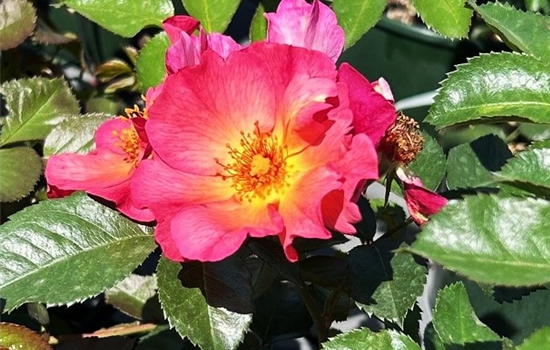 Rosa 'Pretty Sunrise'