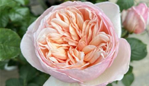 Edelrose 'Alexandrine'®