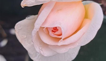 Edelrose 'Alexandrine'®