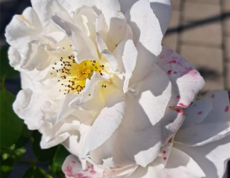 Rosa 'Kosmos' Rosa 'Kosmos'