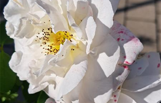 Rosa 'Kosmos'