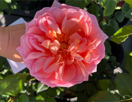 Rosa 'Abraham 'Darby'