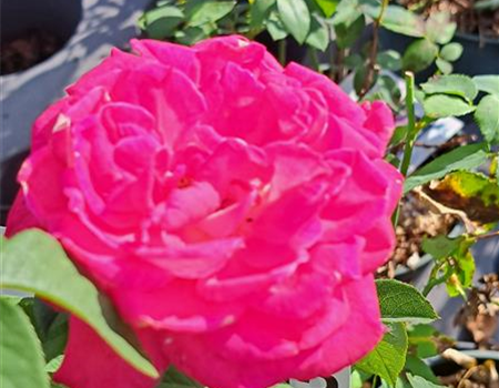 Rosa 'Acapella'