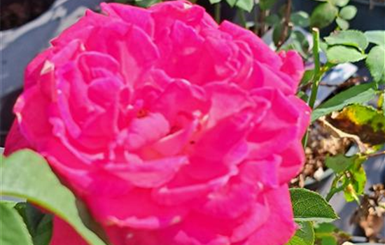 Rosa 'Acapella'