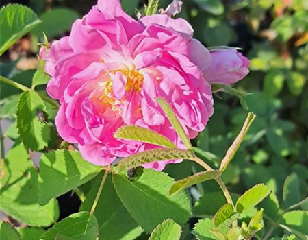 Rosa 'Quatre Saisons' Rosa 'Quatre Saisons'