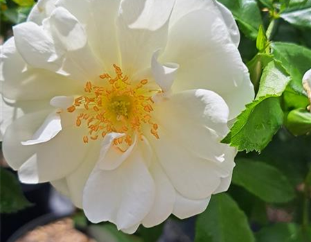 Rosa 'Schneeflocke'