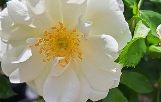 Rosa 'Schneeflocke'