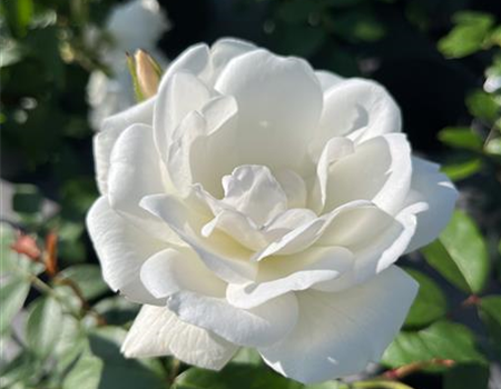 Rosa 'Schneewittchen'