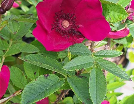 Rosa 'Strandperle Norderney'