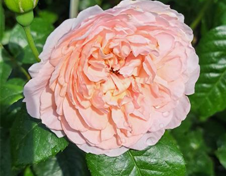 Rosa 'Strawberry Hill'