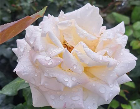 Rosa 'Ambiente' Rosa 'Ambiente'