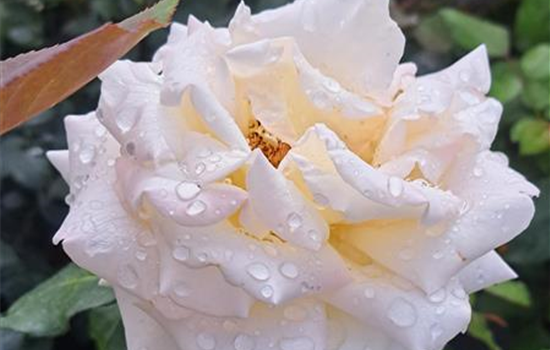 Rosa 'Ambiente' Rosa 'Ambiente'